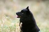 SCHIPPERKE 848